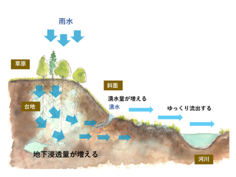 手入れの行き届いた台地と谷津の水循環の状態